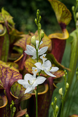Calopogon tuberosus (Common Grass-pink orchid) forma albiflorus