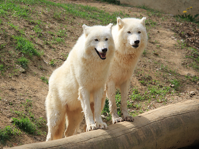 Loups de l'Arctique, Parc zoologique de Saint-Martin-la-Plaine (France)
