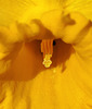 Einer Osterglocke ins Herz geschaut - Look into the heart of a daffodil