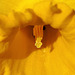 Einer Osterglocke ins Herz geschaut - Look into the heart of a daffodil