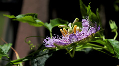 Passiflora incarnata  .... HANWE