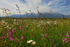 June meadows