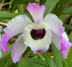 Orchidee de la Réunion***********