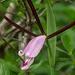 Cleistesiopsis divaricata (Large Rosebud orchid or Large Spreading Pogonia orchid)