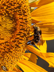 Pictures for Pam, Day 50: Bee on Sunflower