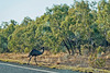 Wandering Emu