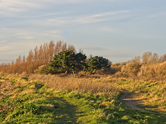 Trees and Trails - Hayling Island, Hampshire