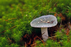 Mushroom along the Trail