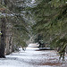 Avenue of trees at Baker Park