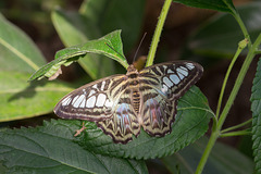 Eifalia Schmetterlingsgarten DSC00519