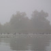 des oiseaux dans le brouillard