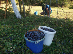 Harvesting plums