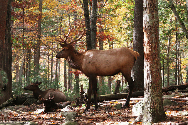 In the elk forrest