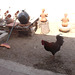 Coq à balai / Broom my rooster