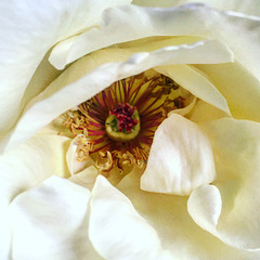 Core of a white rose.