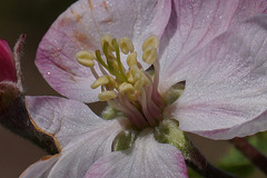 Apple Blossom Closeup