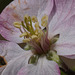 Apple Blossom Closeup