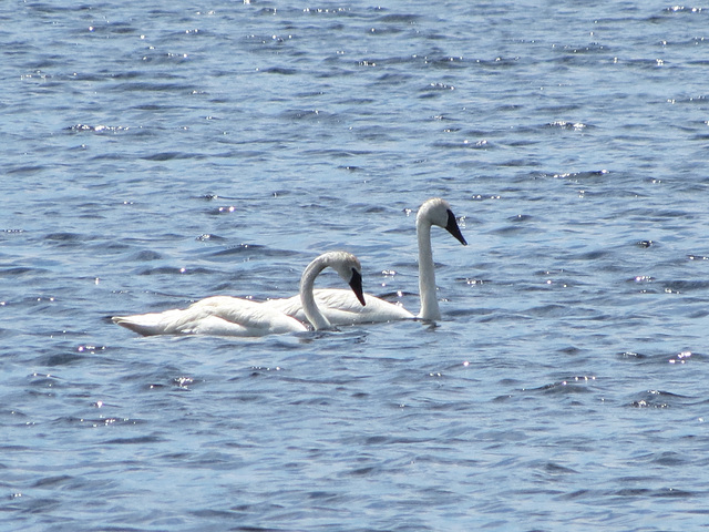 Alaskan Swans