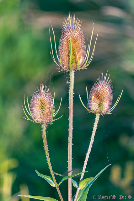 Teasels are Turning