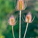 Teasels are Turning