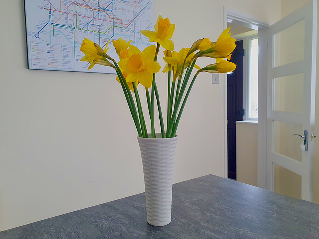 Daffodils from the garden