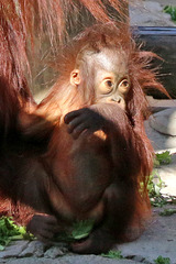 Young Orangutan (Explored)