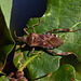 Leaf footed-edge Bug