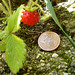 Tiny strawberry.