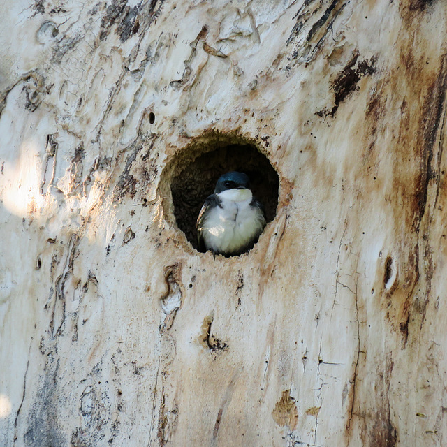 Tree Swallow in cavity
