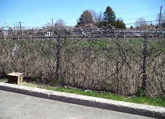 Clôture botanique / Botanical fence