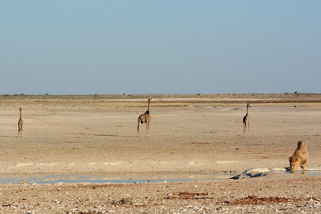 Namibia, Giraffes are Waiting on the Sidelines while the Lion is Drinking