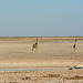 Namibia, Giraffes are Waiting on the Sidelines while the Lion is Drinking