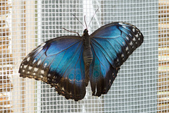 Eifalia Schmetterlingsgarten DSC00512