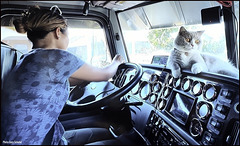 Cat and Driver.