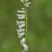 Spiranthes praecox (Grass-leaved Ladies'-tresses orchid or Greenvein Ladies'-tresses orchid)