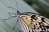 Eifalia Schmetterlingsgarten DSC00498