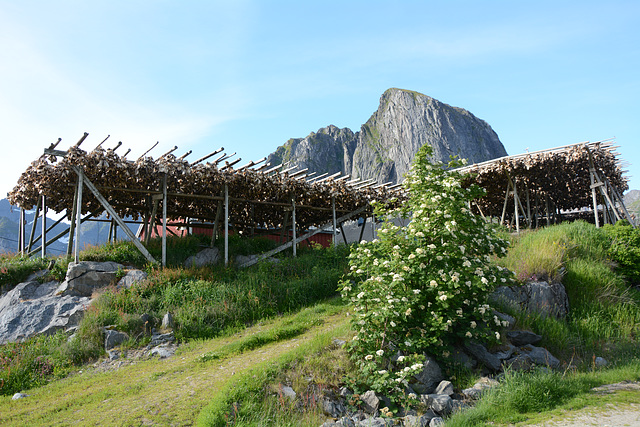 Norway, Lofoten Islands, Dried Cod Heads in the Village of Hamnøy
