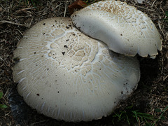 Propagate mushrooms...