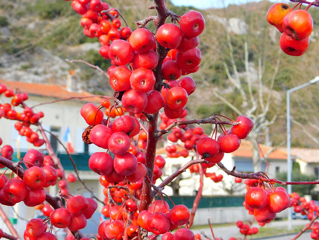 Fruits rouges pour les oiseaux