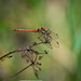 Dragon fly at Burton wetlands