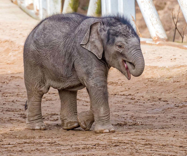 Baby elephant, Chester zoo