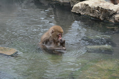 Japan, Jigokudani Yaen-Kōen Snow Monkey Park, Japanese Macaque Takes a Hot Spring Bath