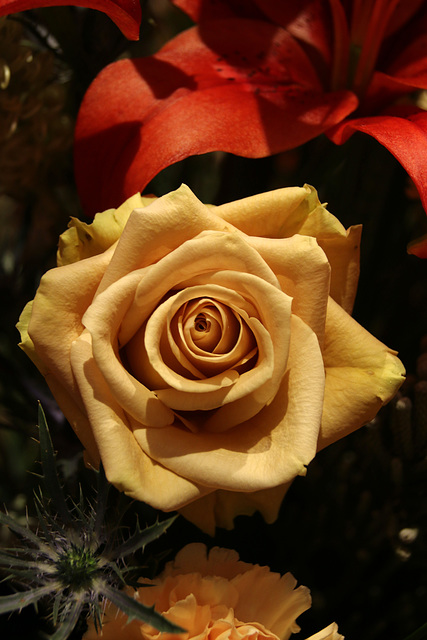 Saffron rose