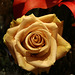 Saffron rose