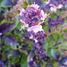 Purple basil flowering