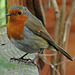 Robin on garden fence