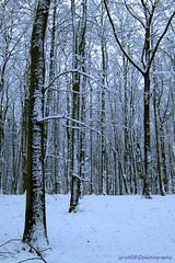 Winter Wood