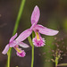 Pogonia ophioglossoides (Rose Pogonia orchid)