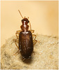 IMG 9958 Beetle