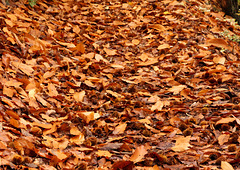 Herbst im Maronenwald